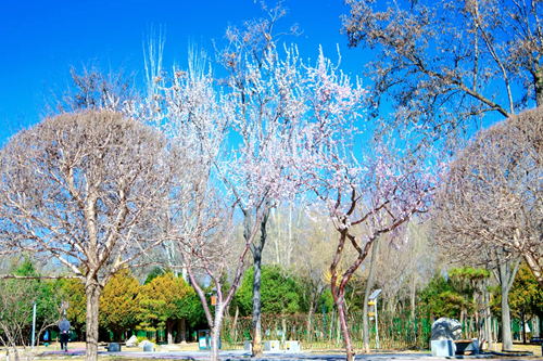 利通區(qū)：“春日經(jīng)濟(jì)”激活消費(fèi)潛力