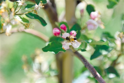 <p>　　岸邊蘋果花爭相吐蕊，引來蜜蜂采蜜忙。</p>