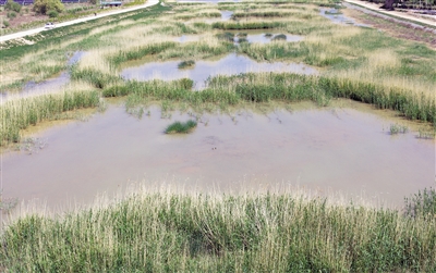 <p>　　←河道里水草豐茂，水質(zhì)清澈。</p>