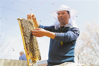<p>　　固原市涇源縣養(yǎng)蜂專業(yè)戶冶連榮檢查蜂群的生長情況。涇源縣把中蜂養(yǎng)殖作為精準(zhǔn)脫貧的主導(dǎo)產(chǎn)業(yè)來抓，通過“黨支部+合作社+養(yǎng)殖戶（貧困戶）”的發(fā)展模式，為1015戶建檔立卡戶打造“短期能增收、長期能致富”的產(chǎn)業(yè)脫貧之路，確保如期完成預(yù)期脫貧任務(wù)。</p>