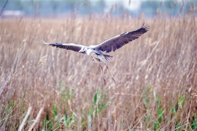 <p>　　飛鳥(niǎo)、游魚(yú)、彩荷相映成趣。</p>
