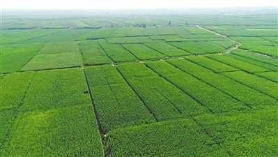 <p>　　優(yōu)質飼草基地。</p><p>　　（本版圖片均由吳忠市委宣傳部提供）</p>