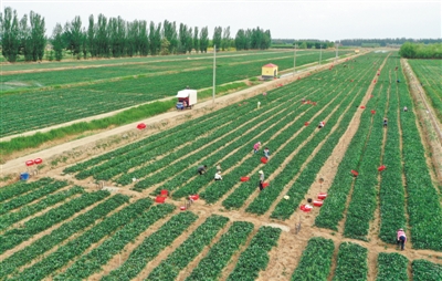 <p>　　銀川市永寧縣李俊鎮(zhèn)豐登村的一處供港蔬菜種植基地，工人們正在采摘菜心。銀川市自2010年第一個(gè)供港蔬菜生產(chǎn)基地建立以來(lái)，目前已發(fā)展成為集高端蔬菜生產(chǎn)、加工、銷(xiāo)售的全產(chǎn)業(yè)鏈。蔬菜的種植品種從過(guò)去3種增至7種以上，年生產(chǎn)菜心、芥蘭、鶴斗白等優(yōu)良蔬菜品種達(dá)16萬(wàn)多噸。</p>