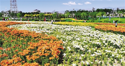 <p>　　百合花海吸引市民游玩。</p>