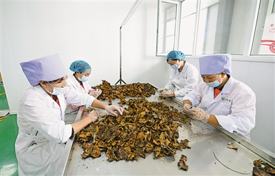 <p>　　閩寧禾美電商扶貧車間，工人們?cè)谔暨x賀蘭山野生蘑菇。</p><p>　　本報(bào)記者　黨碩　攝</p>
