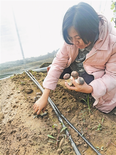 <p>　　楊潔采摘成熟的赤松茸。（圖片由受訪者提供）</p>