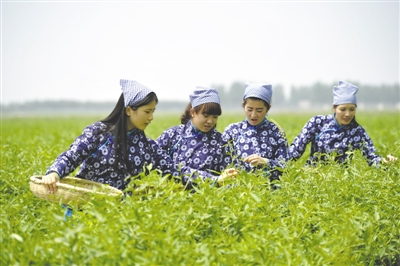 <p>　　采茶工在寧夏百瑞源賀蘭山基地采摘枸杞芽茶。該基地茶園面積300余畝，助力周邊200多名農(nóng)民就業(yè)增收。</p>