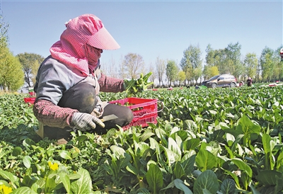 <p>　　外省來的“菜客”在姚磨村打工收菜。</p>