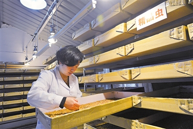 <p>　　在永寧縣閩寧鎮(zhèn)光伏農(nóng)業(yè)科技示范園內(nèi)的黃粉蟲養(yǎng)殖車間，一位技術(shù)工人正在撿蛹。（資料圖片）</p><p>　　本報記者　左鳴遠　攝</p>