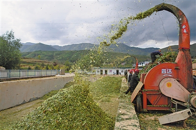 <p>　　涇源縣大灣鄉(xiāng)楊嶺村，村民在加工儲(chǔ)存青貯飼料。</p>