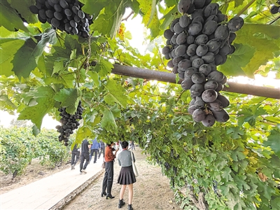 <p>　　寧夏依托賀蘭山東麓葡萄基地、葡萄酒莊集群和沿線歷史文化資源，深度開發(fā)葡萄酒觀光體驗(yàn)工廠、葡萄酒莊精品民宿酒店等產(chǎn)品，進(jìn)一步提升葡萄酒旅游吸引力。</p>