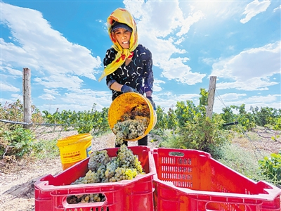 <p>　　2021年9月9日，西鴿酒莊釀酒葡萄基地，果農(nóng)將一串串成熟的葡萄放進(jìn)筐里。采摘是整個榨季的開始，也是葡萄酒釀造環(huán)節(jié)的第一道篩選。</p>