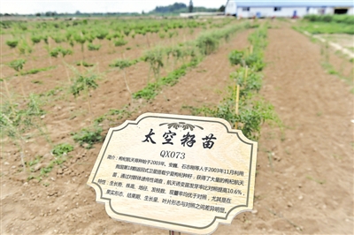 <p>　　中杞、杞鑫等3個(gè)自治區(qū)級(jí)良種采穗圃和苗木繁育基地，出圃優(yōu)質(zhì)種苗，保障枸杞品質(zhì)。</p><p>　　本報(bào)記者　王鼎　攝</p>