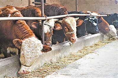 <p>　　牛吃著科學(xué)配比的飼料。</p>