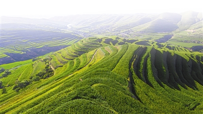 <p>　　隆德縣張程鄉(xiāng)萬(wàn)畝青貯玉米種植，保障肉牛養(yǎng)殖的飼料供給?！”緢?bào)記者　王鼎　黨碩　攝</p>