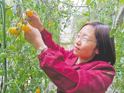 <p>　　周雪在大棚里查看小番茄的生長情況。</p>