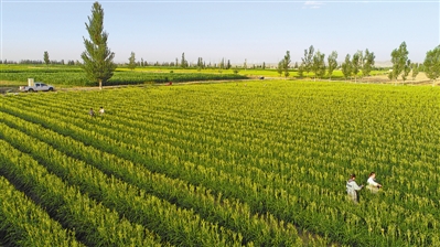 <p>　　鹽池灌區(qū)戶均集中連片耕地面積10畝左右，以沙壤土居多，且未受污染，提升了鹽池黃花菜綠色無公害水平。</p>