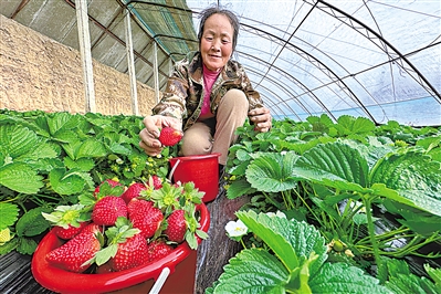 12月4日，和順新村農(nóng)戶(hù)楊維蘭在自家的溫棚采摘草莓。今年她家種植的8棚草莓預(yù)計(jì)能為家庭帶來(lái)20多萬(wàn)元收入。							 	   					   本報(bào)記者 馬楠 黨碩 攝