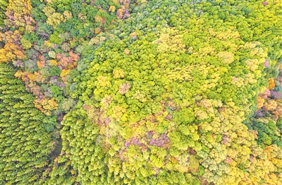 秋高氣爽，六盤山層林盡染。