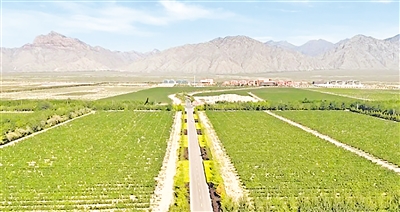 洪廣鎮(zhèn)葡萄種植基地。